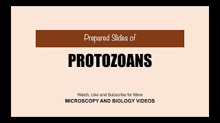 Protozoans Microscopy [upl. by Jariv857]