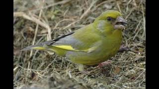 Chant du verdier dEurope  European greenfinch song [upl. by Dorey454]