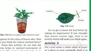 Leaf of a Plant VeinsMidribLeaf Venation ScienceClass 6CBSE Chapter 7 Getting to Know Plants [upl. by Caressa]