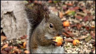 Drunken Squirrel [upl. by Bowne]