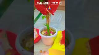 Miracle of tulsi marriage balesing shortvideo baniraj0908 [upl. by Sivek444]