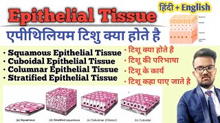 Tissue in Hindi  Epithelial Tissue  Types of Epithelial Tissue  Function of Tissue  उत्तक [upl. by Ahsimot]