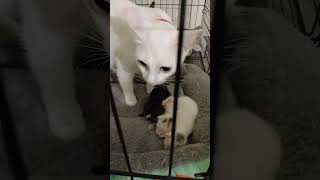 Nanganak na si Nana viralvideo cat shorts kitten ytshorts viralshorts shortvideo funny [upl. by Izy]