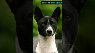 The Basenji The Barkless Dog [upl. by Kacey212]