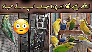 Budgies Setup In KarachiHagoromo Budgies SetupBudgies Breeding SetupBudgiesGlobal Birds Lovers [upl. by Airehc]