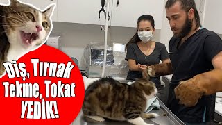 CANIMIZI ZOR KURTARDIK 😱 Kedi Saldırısında Yeni Seviye İstanbul 😅 inanoğlu kedisaldırısı [upl. by Ardnazil]