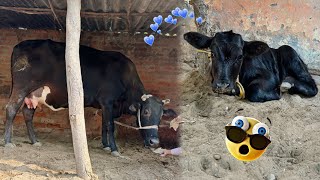 Bhai Ki Cow Ne Bacchiya Di 😍 बहुत अच्छी है ये गाय [upl. by Nicolas82]