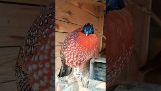 Bażant tragopan tyminek samiec i samica [upl. by Sherborne887]