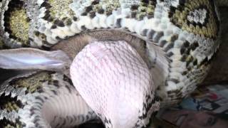 Blaky Python molurus comiendo conejo de 2500 kgs1 [upl. by Notnel805]