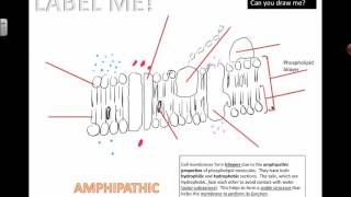 Drawing the fluidmosaic model 2016 IB Biology [upl. by Eycal]