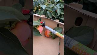 Harvesting Kaki Fruit 🍑🍉🍓🍌 kaki fruit fruitcutting cuttingskills [upl. by Parris]