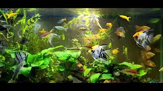 angelfish community tank [upl. by Lorrayne514]