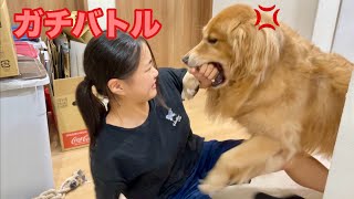 お互い一歩も引かないガチバトルの愛犬と娘【ゴールデンレトリバーとミニチュアダックスフンド】 [upl. by Funda]