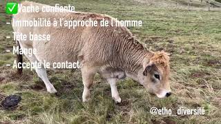 Comprendre sa vache  les postures [upl. by Euqinad]