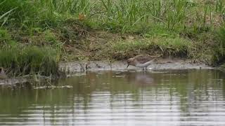 Temmincks Stint  Saltholme  19th May 2024 [upl. by Reniar]