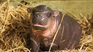 Adorable baby pygmy hippo born [upl. by Eiramanig]