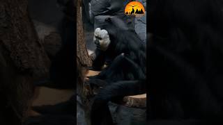 Pale Headed Saki Monkey and Amber Phantom Butterfly playing in Amazon Rainforest [upl. by Tormoria]