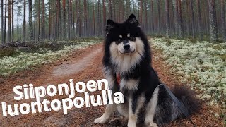 Siiponjoen luontopolku Kalajoella [upl. by Lenra555]