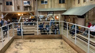 Horse sale 12262020 [upl. by Stephen]