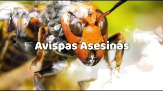 Avispón gigante asiático Vespa Mandarinia y su veneno en 7 minutos [upl. by Iney]