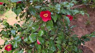 Camellia japonica cv April Dawn [upl. by Llebyram299]