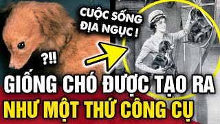 Đáng thương GIỐNG CHÓ TURNSPIT có cuộc sống NHƯ ĐỊA NGỤC cho đến khi BIẾN MẤT HOÀN TOÀN  Tin 3 Phút [upl. by Ossie235]