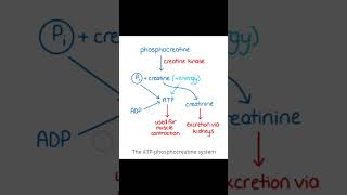 ATPphosphocreatine System [upl. by Marja]