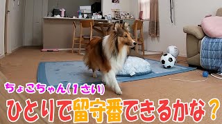 一人で留守番する愛犬の様子を隠し撮りしてみた。【シェルティちょこ】 [upl. by Bluefield]