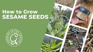 How to Grow Sesame Seeds [upl. by Alimaj]