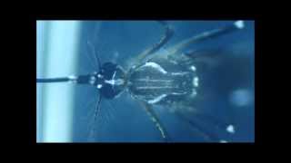 Stereo Microscope Mosquito [upl. by Liddie507]