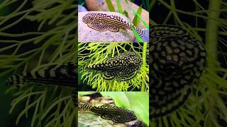 Hillstream Loach Eating Algae on Aquarium Glass plantedtank [upl. by Godding599]