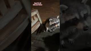 Boo brings the Breakfast Club Raccoons Peanut Butter Club Diary [upl. by Lativa47]