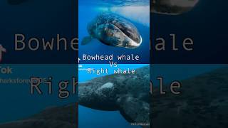 Bowhead whale vs right whale amp sperm whale [upl. by Purcell]