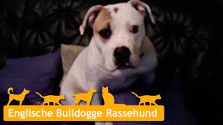 Englische Bulldogge Welpen in Essen [upl. by Chet]