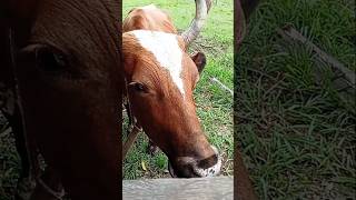 Vaca leiteira vidanaroça diaadiadamulhernocampo fazenda [upl. by Wilhelmine494]