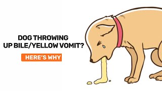 Why is my dog vomiting up yellow foam [upl. by Assirhc]