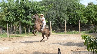 Entrenando caballos para bailar [upl. by Eimmelc596]