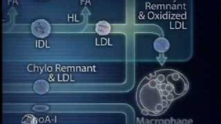 Physiology of Lipoprotein Metabolism [upl. by Joktan]