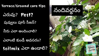 నందివర్ధనం మొక్కTabernaemontana divaricataHow to grow and care nandivardhanam plantChandini plant [upl. by Evangelist102]