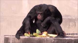 Chimpanzees Johnny amp Jun at Hamamatsu Zoo [upl. by Drape921]