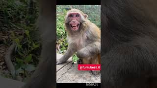 Monkey smiling with  Colgate teeth 😄😂🤣 Viral short video [upl. by Yddet]