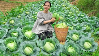 Go to the fields to harvest the quotSuper Bigquot cabbage garden and bring it to the market to sell Jang [upl. by Sonya]