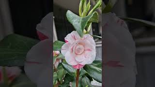 Camellia Japonica [upl. by Bradly793]