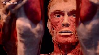 Relacja video z wystawy Body Worlds Vital Poznań [upl. by Etnovaj941]