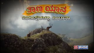 Taana Yana  ತಾಣ ಯಾನ  Bandipur  Lantana  Ep04  DD Chandana [upl. by Neehsar986]