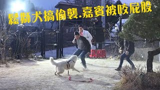 鬆獅犬偷襲男嘉賓屁股，訓犬師都沒反應過來就已經被咬，男嘉賓大殘 [upl. by Maxie]