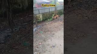 Dog ko potty kaise Karate Hain viralvideo germanshepherdtraining pettrainning youtubeshorts [upl. by Nolubez952]