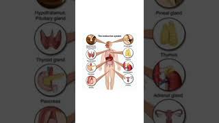 Endocrine systemAnatomy and Physiology gland parathyroidgland pituitary pediatricendocrinology [upl. by Kiele]