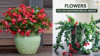 17 Best Flowers You Can Grow Indoors All Winter [upl. by Aciram756]