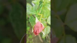 gardening gulab ke Kali like and subscribe [upl. by Ximena]